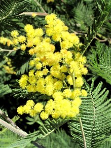 Acacia decurrens in the Jardin des Plantes in Paris. Identified by its botanic label : it is actual A. decurrens (and not A. dealbata).