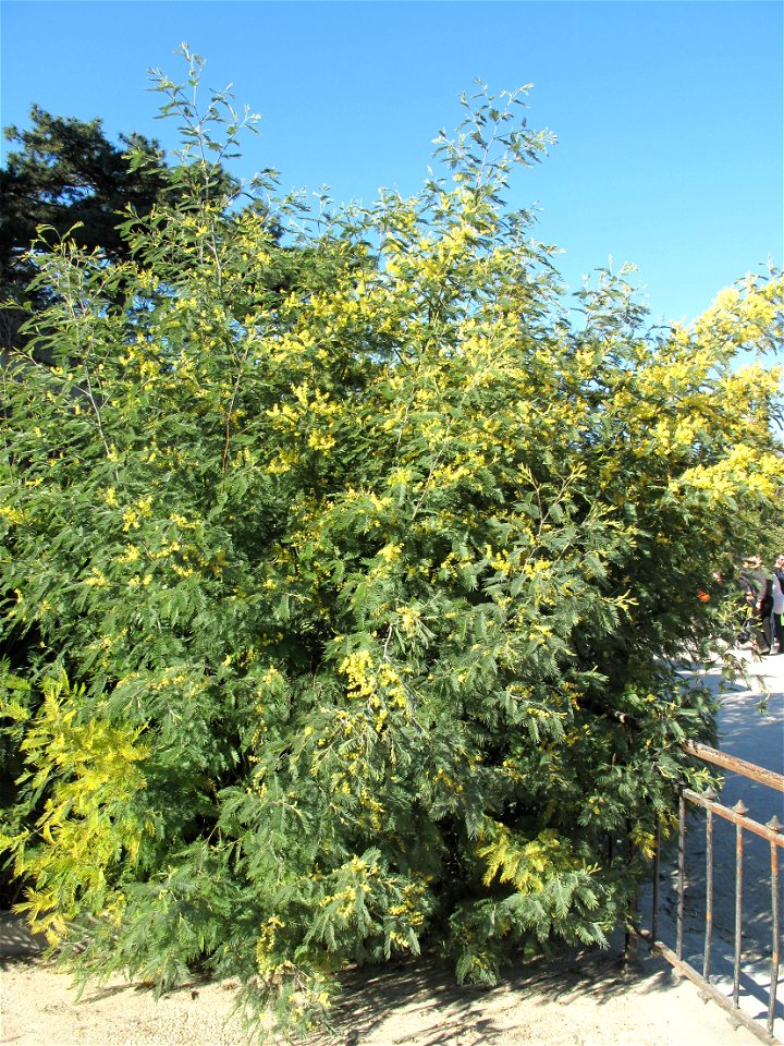 Acacia decurrens in the Jardin des Plantes in Paris. Identified by its botanic label : it is actual A. decurrens (and not A. dealbata).