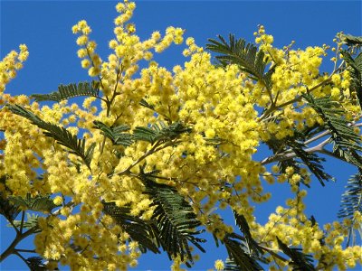 Acacia decurrens in the Jardin des Plantes in Paris. Identified by its botanic label : it is actual A. decurrens (and not A. dealbata).