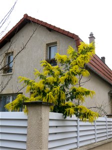 Flowerings mimosa (Acacia dealbata) near the rail trail "la coulée verte", in Colombes (Hauts-de-Seine, France).