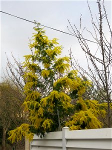 Flowerings mimosa (Acacia dealbata) near the rail trail "la coulée verte", in Colombes (Hauts-de-Seine, France).