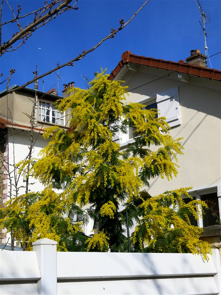 Flowerings mimosa (Acacia dealbata) near the rail trail "la coulée verte", in Colombes (Hauts-de-Seine, France).