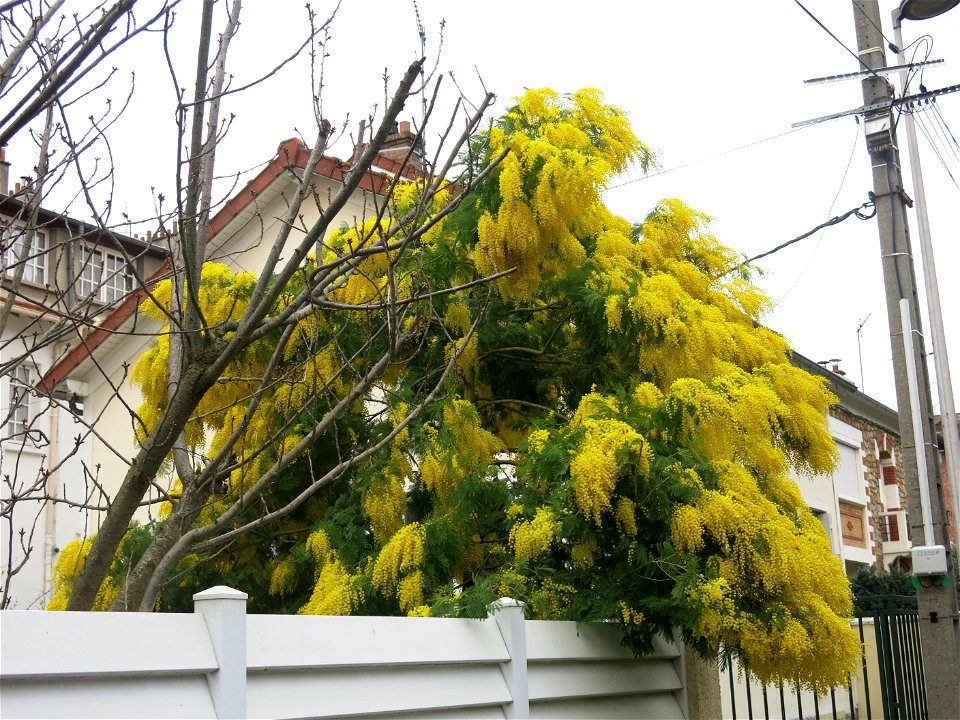 Flowerings mimosa (Acacia dealbata) near the rail trail "la coulée verte", in Colombes (Hauts-de-Seine, France).