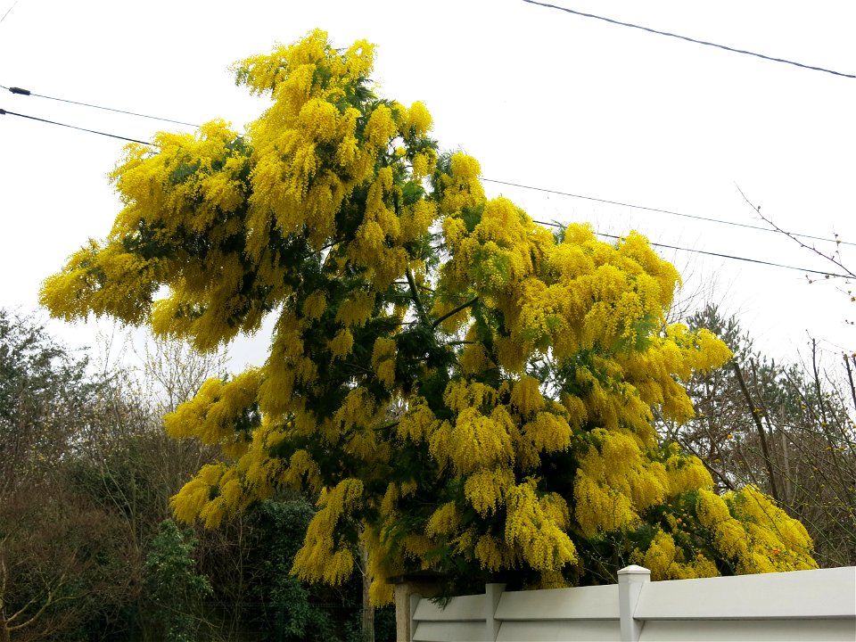 Flowerings mimosa (Acacia dealbata) near the rail trail "la coulée verte", in Colombes (Hauts-de-Seine, France).