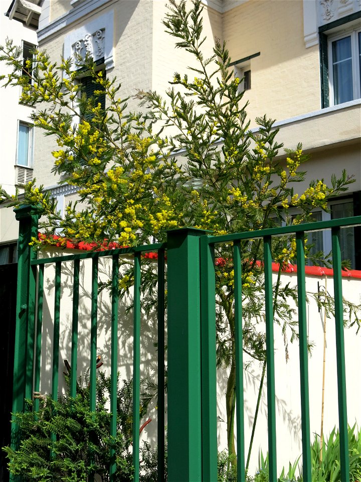 Mimosa (Acacia dealbata), 5 avenue Eugénie in Colombes (Hauts-de-Seine, France).