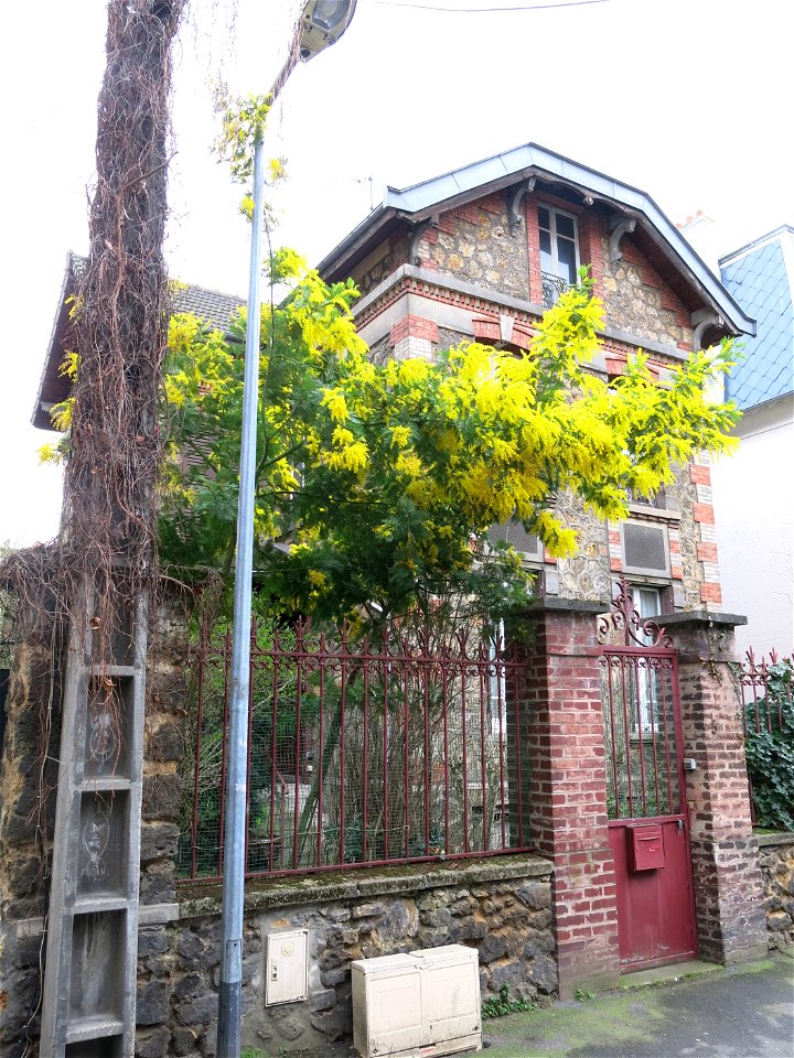 Mimosa (Acacia dealbata), 5 avenue Pauline in Colombes (Hauts-de-Seine, France).