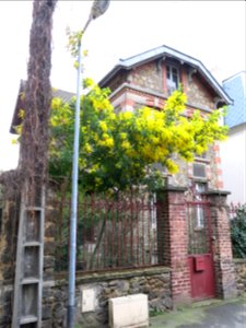 Mimosa (Acacia dealbata), 5 avenue Pauline in Colombes (Hauts-de-Seine, France).