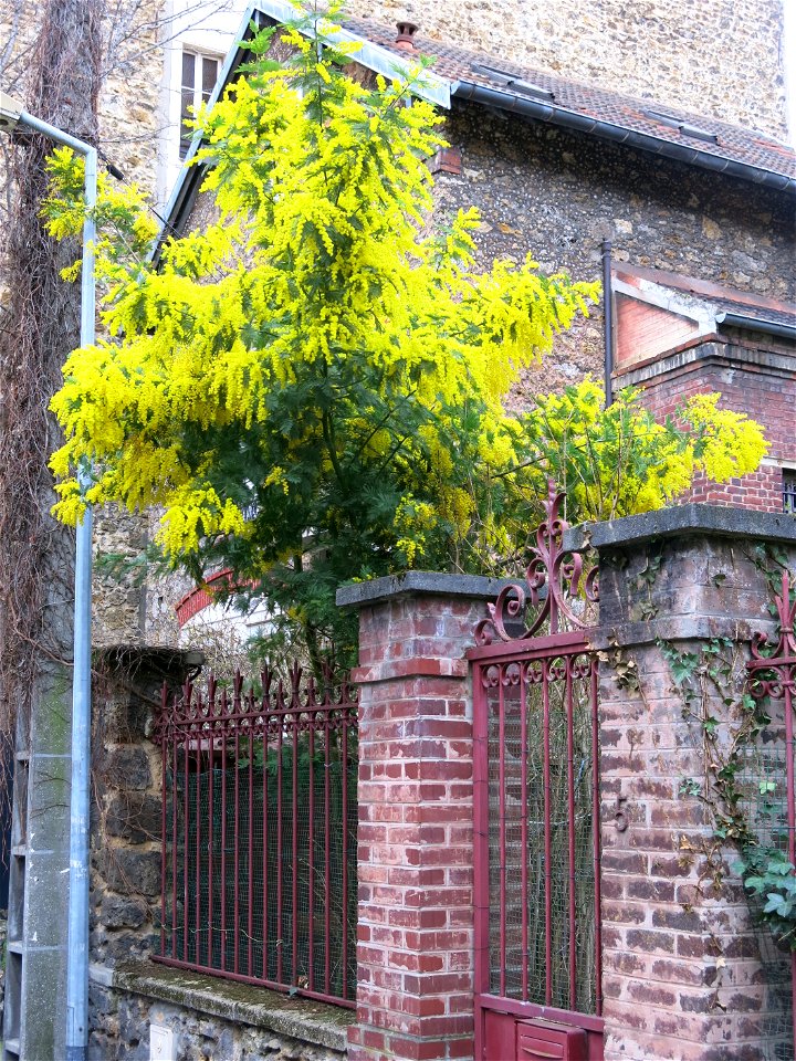 Mimosa (Acacia dealbata), 5 avenue Pauline in Colombes (Hauts-de-Seine, France).