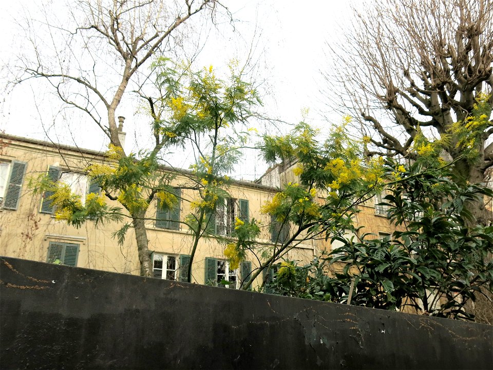 Mimosa (Acacia dealbata), allée des Brouillards, in Montmartre (Paris, France).