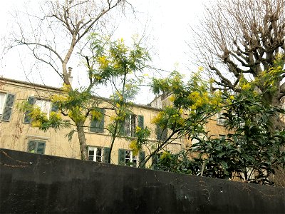 Mimosa (Acacia dealbata), allée des Brouillards, in Montmartre (Paris, France).
