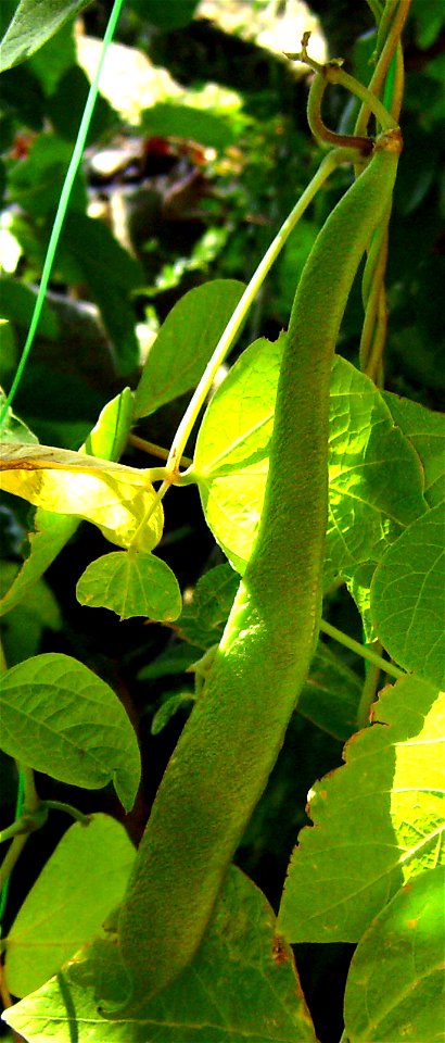 Pod of red bean (Phaseolus coccineus), Castelltallat, Catalonia