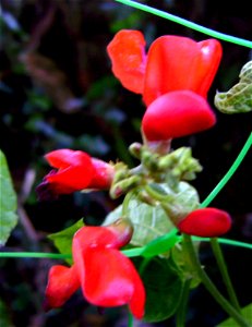 Phaseolus coccineus flower, Castelltallat, Catalonia