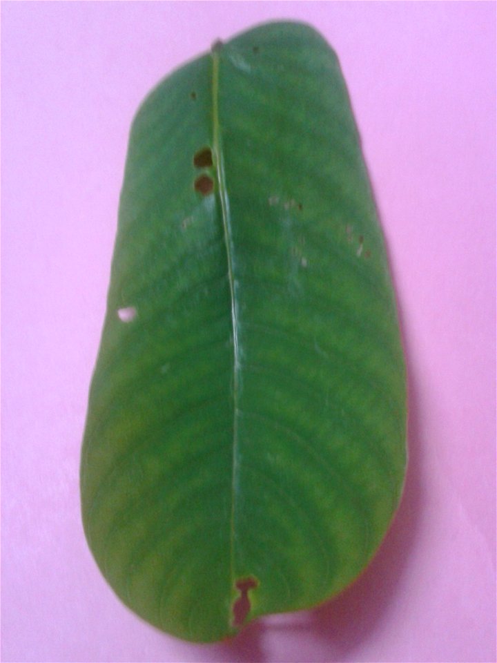 Botanical name -  Cassia angustifolia
Common names - Tinnevelly Senna; Indian Senna
Tamil name - SIMAI AKATHTHI (சீமை அகத்தி)



Leaf  paste cures skin diseases;Leaf  tea is used  as a laxative.  It i
