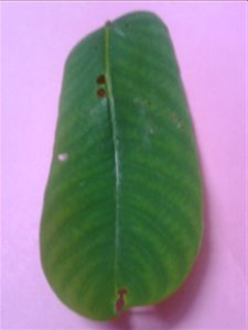 Botanical name -  Cassia angustifolia
Common names - Tinnevelly Senna; Indian Senna
Tamil name - SIMAI AKATHTHI (சீமை அகத்தி)



Leaf  paste cures skin diseases;Leaf  tea is used  as a laxative.  It i