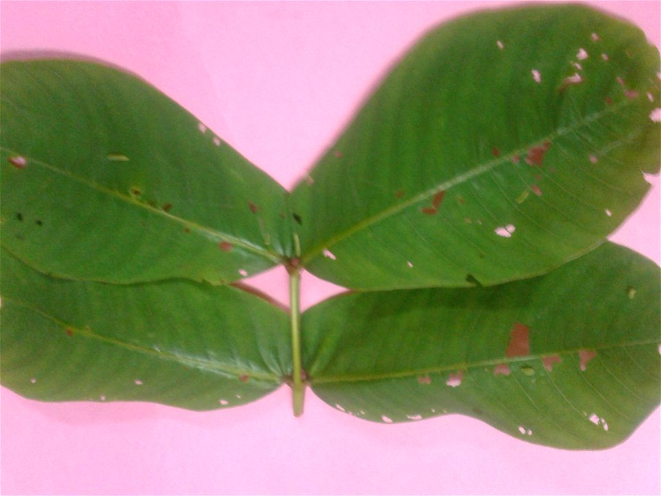 Botanical name -  Cassia angustifolia
Common names - Tinnevelly Senna; Indian Senna
Tamil name - SIMAI AKATHTHI (சீமை அகத்தி)



Leaf  paste cures skin diseases;Leaf  tea is used  as a laxative.  It i