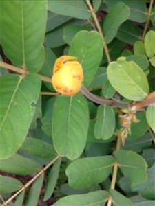 Botanical name -  Cassia angustifolia
Common names - Tinnevelly Senna; Indian Senna
Tamil name - SIMAI AKATHTHI (சீமை அகத்தி)



Leaf  paste cures skin diseases;Leaf  tea is used  as a laxative.  It i