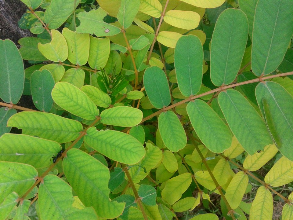 Botanical name -  Cassia angustifolia
Common names - Tinnevelly Senna; Indian Senna
Tamil name - SIMAI AKATHTHI (சீமை அகத்தி)



Leaf  paste cures skin diseases;Leaf  tea is used  as a laxative.  It i