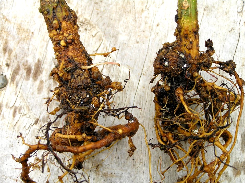 Meloidogyne sp. on Acacia koa