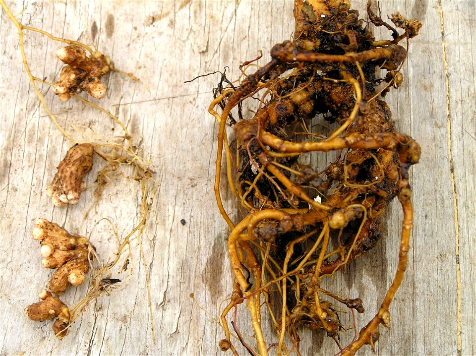 Meloidogyne sp. on Acacia koa right Bradyrhizobium nodules left.