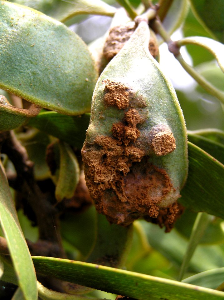 Rust of Acacia koa caused by Atelocauda digitata.