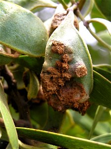 Rust of Acacia koa caused by Atelocauda digitata.