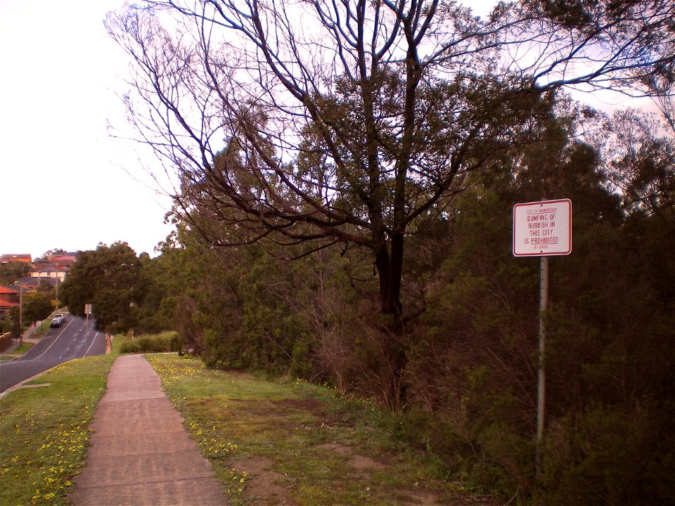 A black wattle (Acacia mearnsii) at Lynnwood Parade Reserve, a small park (or reserve) in Templestowe, Victoria. There are a few different wattles growing in the reserve. Note the cyan level has been 