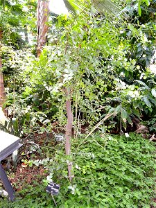 Quillaja saponaria specimen in the Jardin Botanique de Lyon, Parc de la Tête d'Or, Lyon, France.