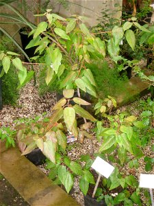 Quillaja saponarias specimen in the National Botanic Garden of Belgium, Meise, just north of Brussels, Belgium.