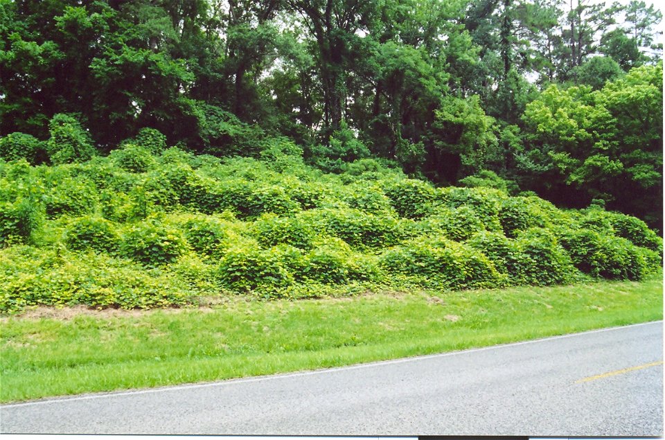 Growth of Kudzu near Natchez Trace Parkway
Photo by Jan Kronsell, 2002

A copy from Image:Kudzu.jpg