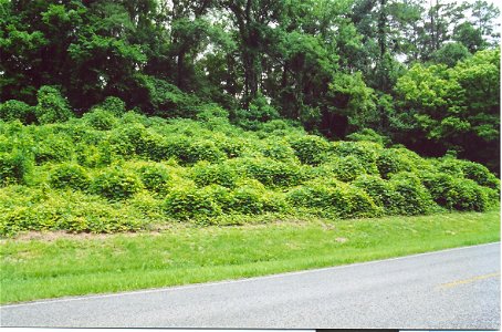 Growth of Kudzu near Natchez Trace Parkway
Photo by Jan Kronsell, 2002

A copy from Image:Kudzu.jpg