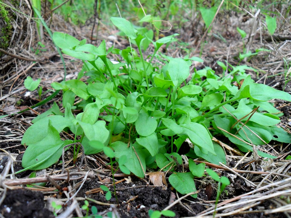 Ein Weltengrün, auch bekannt als Kudzu (Pueraria lobata) noch jung und unschuldig.