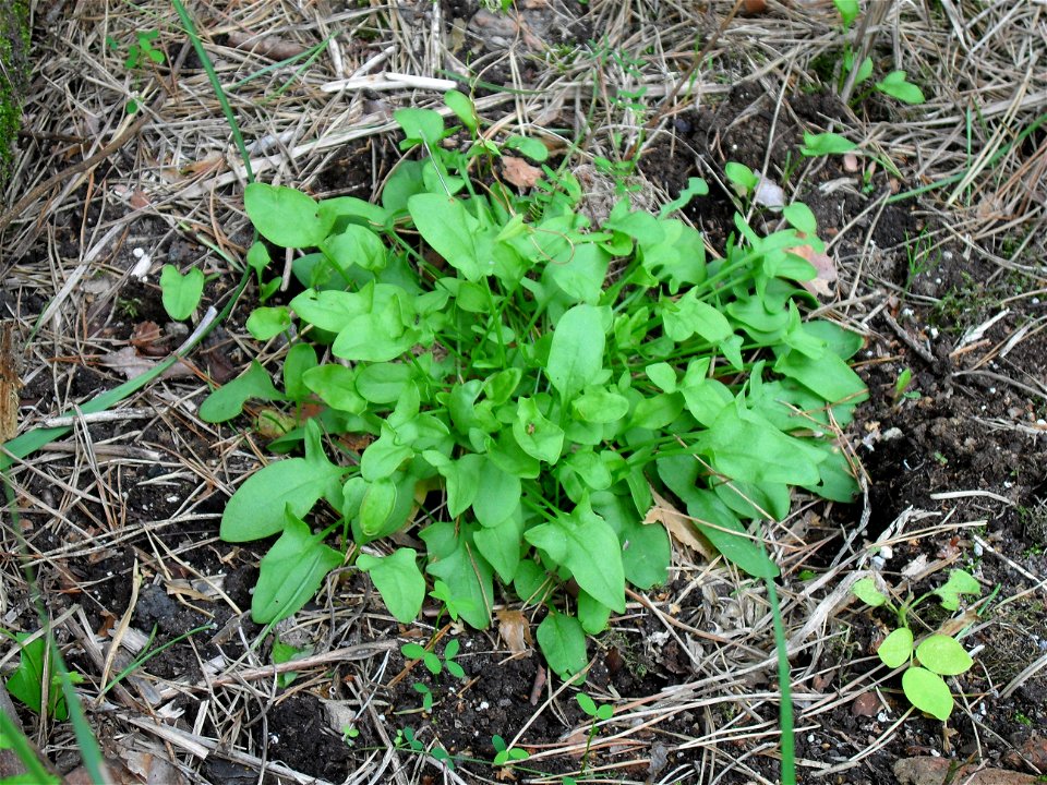 Ein Weltengrün - Kudzu (Pueraria lobata) beim wachsen.