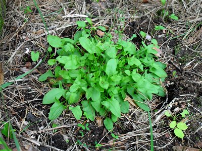 Ein Weltengrün - Kudzu (Pueraria lobata) beim wachsen.