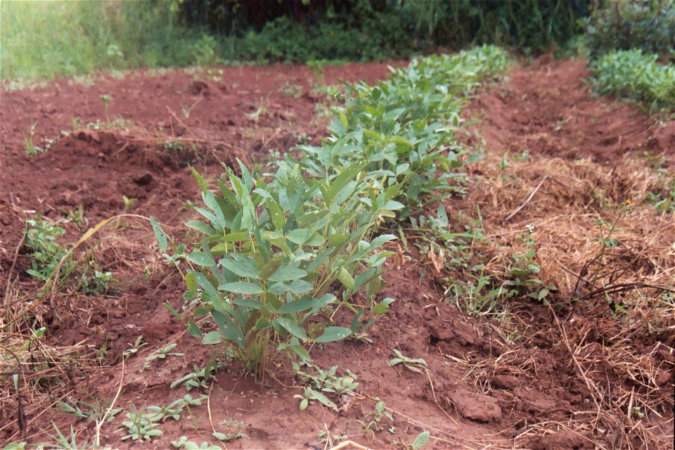 View of 3-month old bambara nut (Vigna subterranea) in field, Kelongwa Village, Kasempa District, Northwestern Province, Zambia.