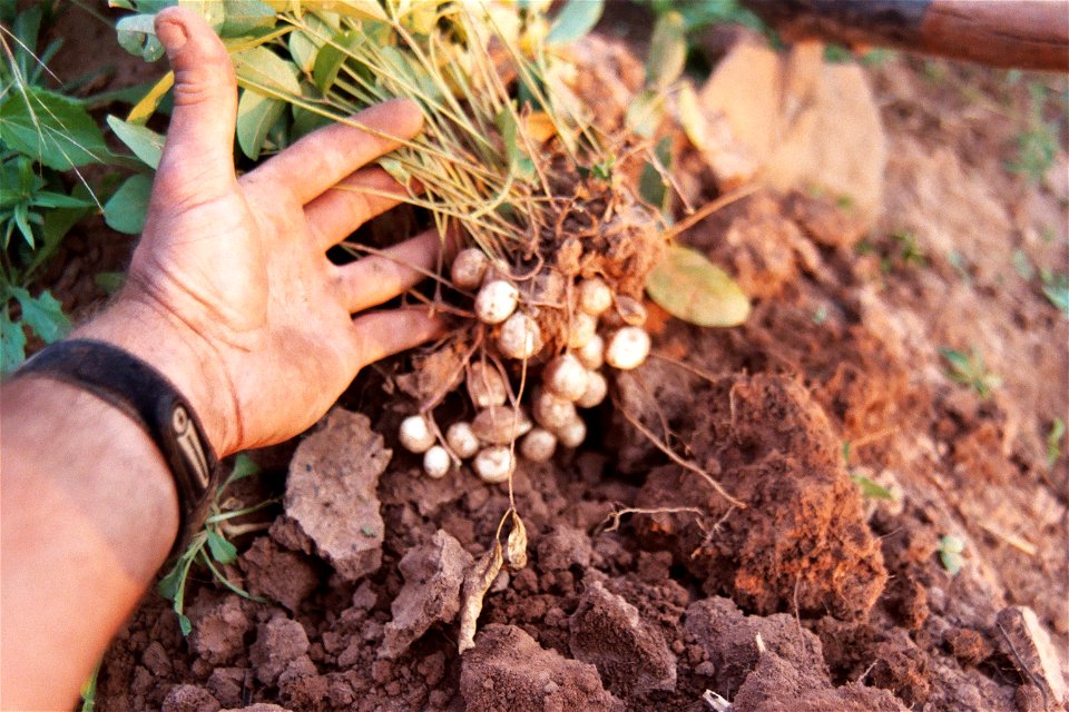 View of just-harvested bambara nut (Vigna subterranea) in field, Kelongwa Village, Kasempa District, Northwestern Province, Zambia.