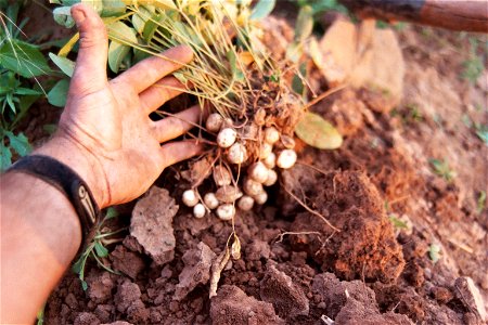 View of just-harvested bambara nut (Vigna subterranea) in field, Kelongwa Village, Kasempa District, Northwestern Province, Zambia.