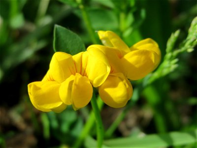 Gewöhnlicher Hornklee (Lotus corniculatus) im Bürgerpark Saarbrücken