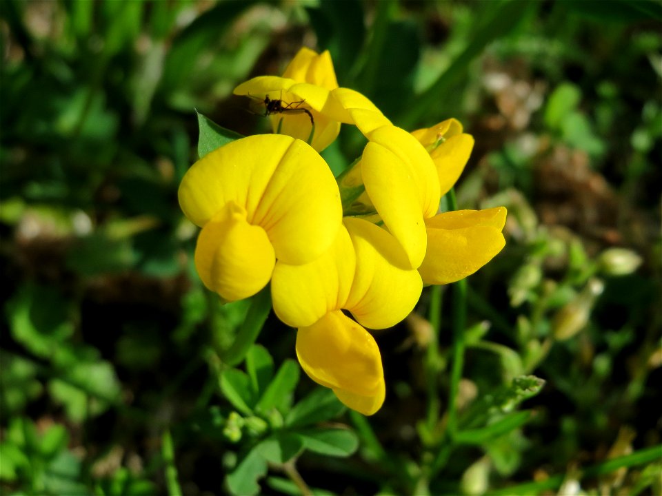 Gewöhnlicher Hornklee (Lotus corniculatus) im Bürgerpark Saarbrücken
