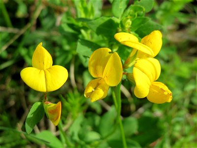 Gewöhnlicher Hornklee (Lotus corniculatus) in den Horststückern im Landschaftsschutzgebiet Hockenheimer Rheinbogen