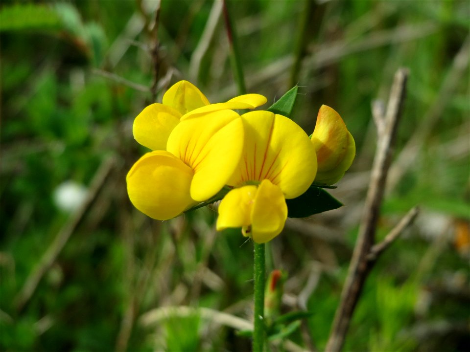 Gewöhnlicher Hornklee (Lotus corniculatus) in den Horststückern im Landschaftsschutzgebiet Hockenheimer Rheinbogen
