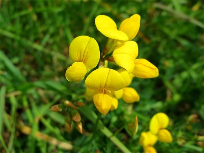 Gewöhnlicher Hornklee (Lotus corniculatus) bei Mimbach