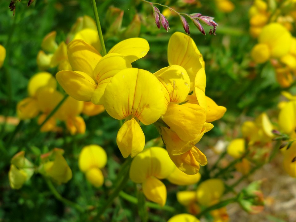 Gewöhnlicher Hornklee (Lotus corniculatus) bei Mimbach