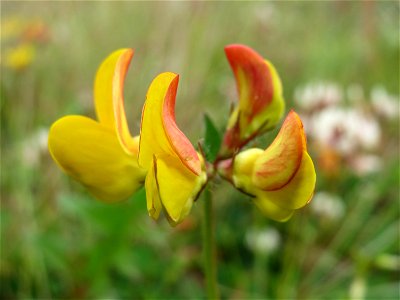 Gewöhnlicher Hornklee (Lotus corniculatus) in Bruchmühlbach-Miesau