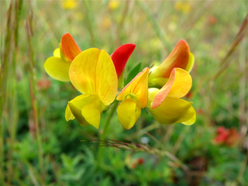 Gewöhnlicher Hornklee (Lotus corniculatus) in Bruchmühlbach-Miesau