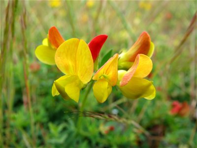 Gewöhnlicher Hornklee (Lotus corniculatus) in Bruchmühlbach-Miesau