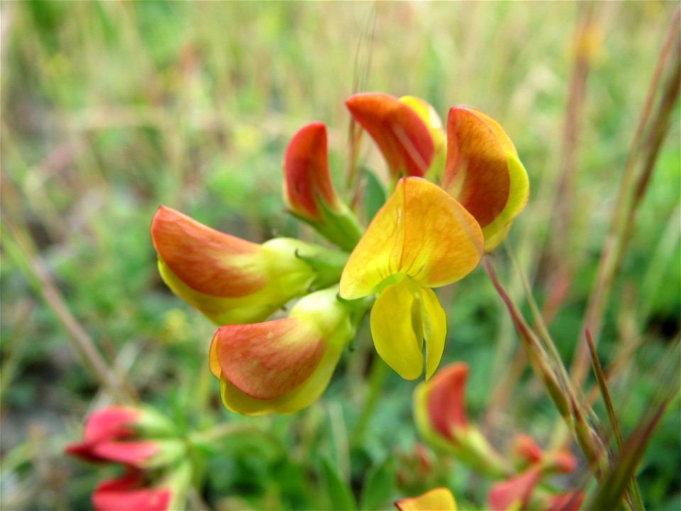 Gewöhnlicher Hornklee (Lotus corniculatus) in Bruchmühlbach-Miesau