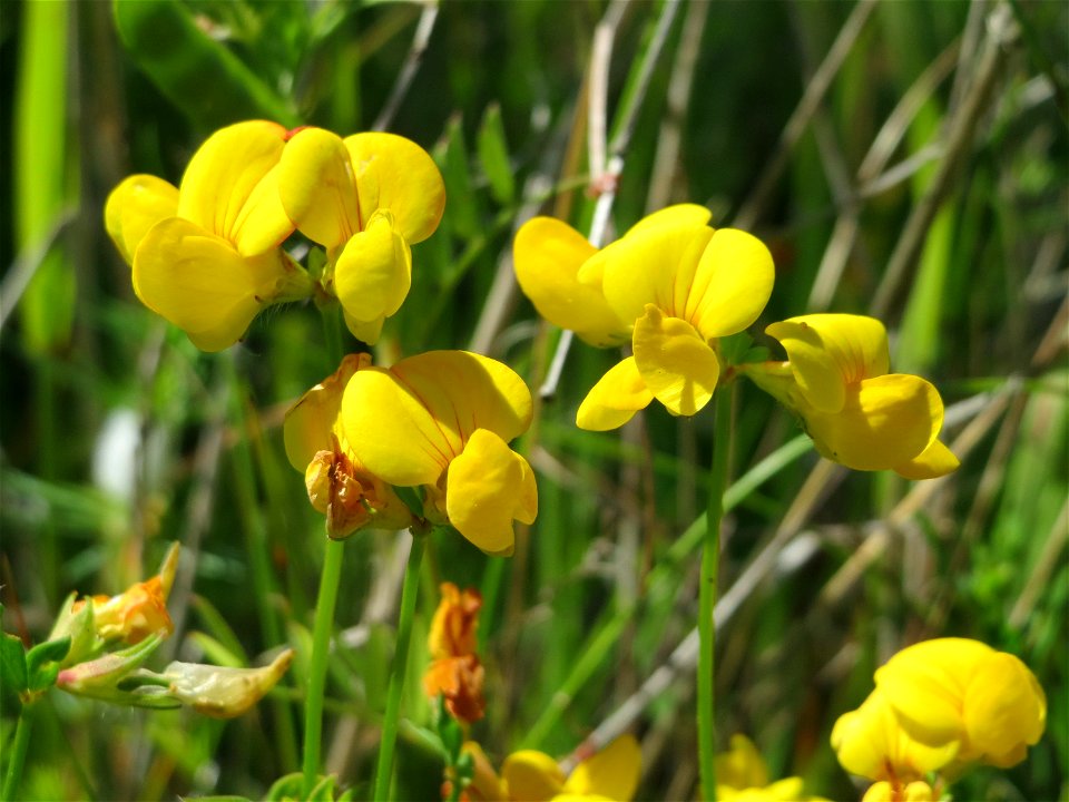Gewöhnlicher Hornklee (Lotus corniculatus) in den Horststückern im Landschaftsschutzgebiet Hockenheimer Rheinbogen