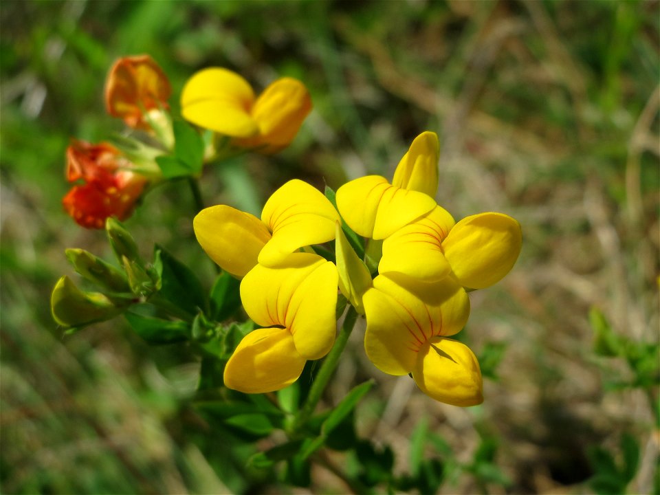 Gewöhnlicher Hornklee (Lotus corniculatus) in den Horststückern im Landschaftsschutzgebiet Hockenheimer Rheinbogen