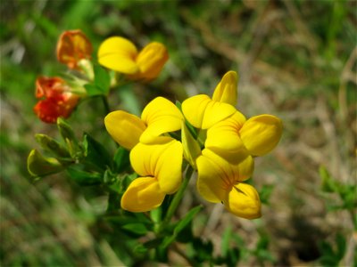 Gewöhnlicher Hornklee (Lotus corniculatus) in den Horststückern im Landschaftsschutzgebiet Hockenheimer Rheinbogen