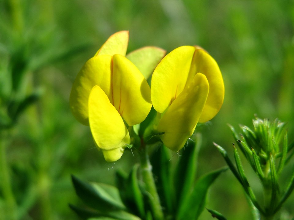 Gewöhnlicher Hornklee (Lotus corniculatus) in den Horststückern im Landschaftsschutzgebiet Hockenheimer Rheinbogen